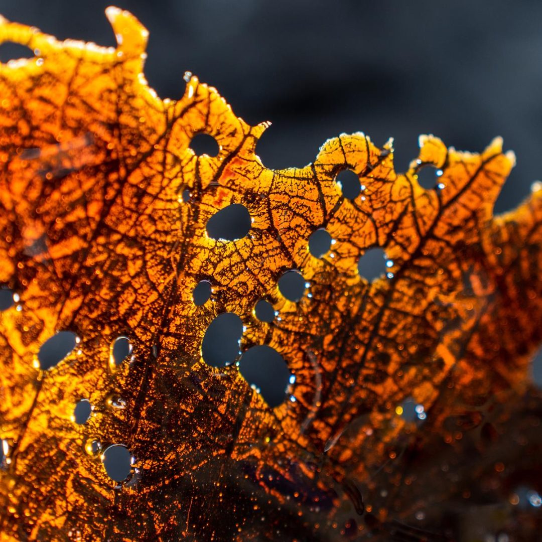 desiree-sessegolo-studio-2023-fotografia-marcel-rodrigues-17-copy